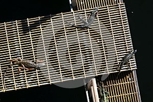 Elevated view of group iguana resting under sun by riverside in