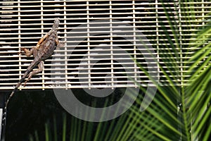 Elevated view of iguana resting under sun by riverside in Florid