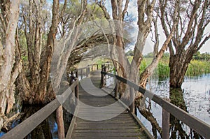 Elevated Walkway at Herdsman Lake