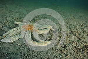 Eleven-armed sea star on flat bottom