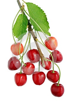 Eleven red berries of sweet wild forest cherry hang on a branch