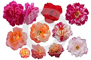 eleven red and pink and orange rose flowers on white background, nature, fresh, religion, color