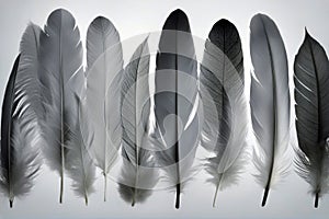 eleven set feathers light grey isolated white cleanness smooth feather group bird purity