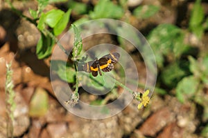 Elf butterfly (Microtia elva elva), Mexico
