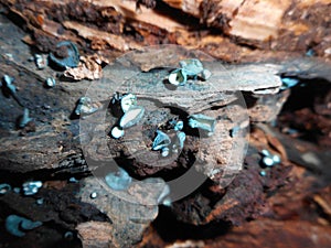 Elf cup fungus Chlorociboria aeruginosa