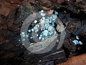 Elf cup fungus Chlorociboria aeruginosa