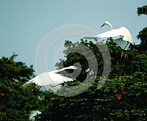 Elf-like dancer - Egret bird dance--1