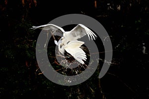 Elf-like dancer - Egret bird dance--2