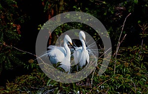 Elf-like dancer - Egret bird dance--4