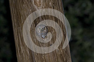Elf Owl, Micrathene whitneyi, nesting in a post