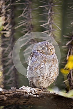 Elf Owl