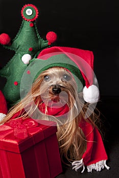 Elf yorkshire terrier dog