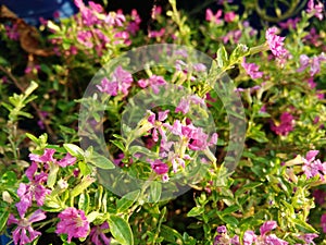 Elfin Herb or False Heater or Cuphea hyssopifolia or Mexican heater plants and blossom purple flowers