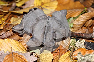 An Elfin Saddle fungus, Helvella Lacunosa, growing in woodland in the UK.