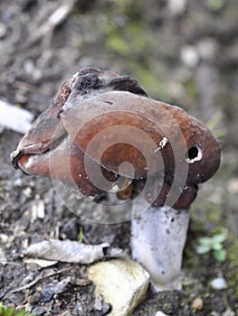 Elfin saddle mushroom