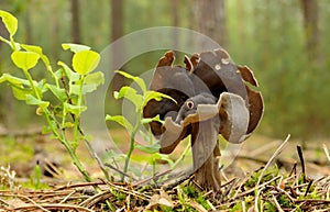 Elfin saddles (Helvella) photo