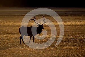 Elg stag silhouette