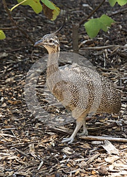 Elgant Crested Tinamou