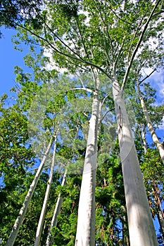 Eli Creek, Faser Island, Australia