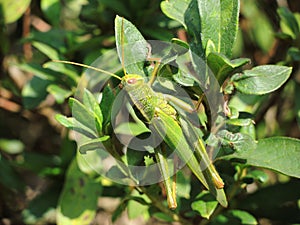 Elimaea formosana resting on brush