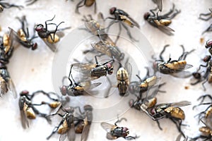 Close-up of dead flies from chemical destruction