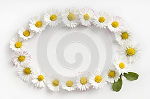 Elipse-shaped frame made of fresh white-yellow Daisy flowers on white background. photo