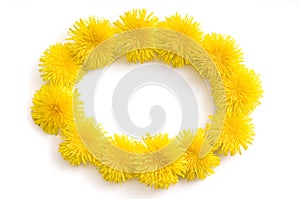 Elipse-shaped frame made of fresh yellow Dandelion flowers on white background. photo