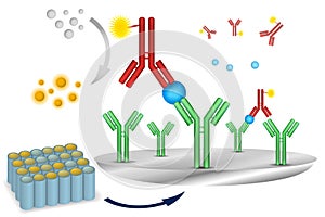 ELISA immuno assay reaction scheme