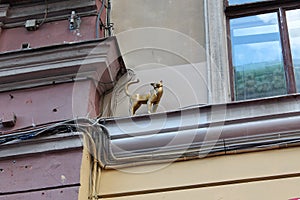 The cat Vasilisa on Malaya Sadovaya. St. Petersburg photo