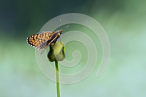 Elitaea butterfly on bud buttercup colorful spring background