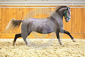 Elite lipizzan horse galloping across the arena