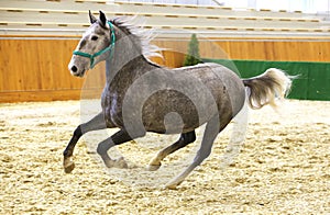 Elite lipizzan horse galloping across the arena