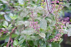 The elixir of life and the queen of herbs- The Holy basil or tulsi
