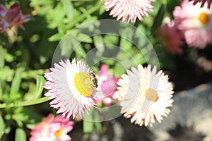 Elizabeth Gamble Gardens Palo Alto California