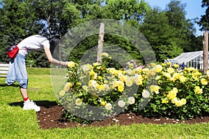 Elizabeth Park West Hartford Connecticut Rose Garden