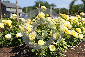 Elizabeth Park West Hartford Connecticut Rose Garden