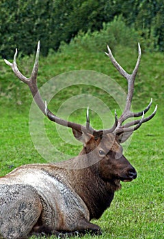 Elk