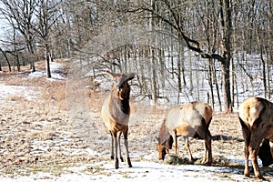 Elk