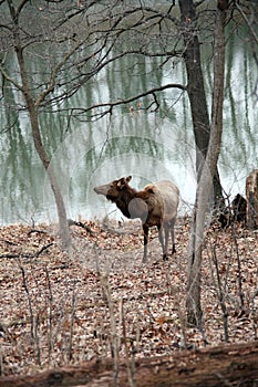 Elk