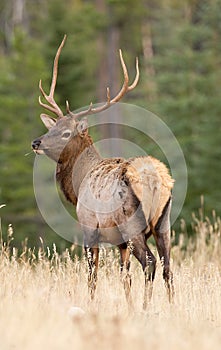 Elk