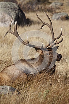 Elk