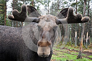 Elk