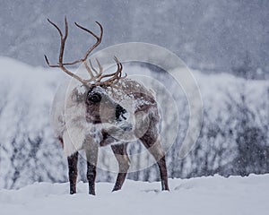 Elk