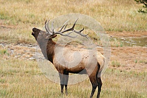 Elk