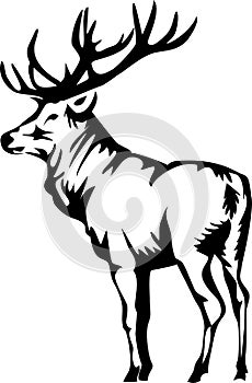 Elk