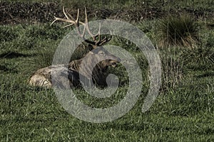 Elk