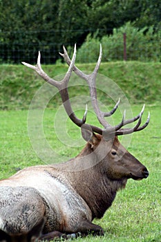 Elk