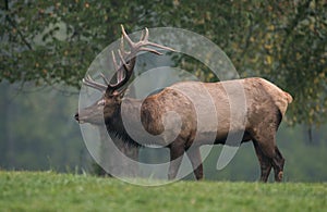 Elk