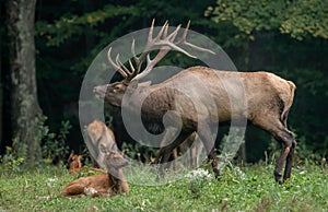 Elk