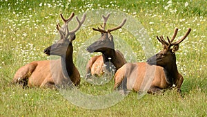 Elk